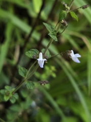Isodon amethystoides