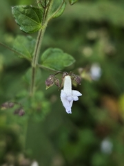 Isodon amethystoides, photograph (c) jimmy, some rights reserved (CC BY)