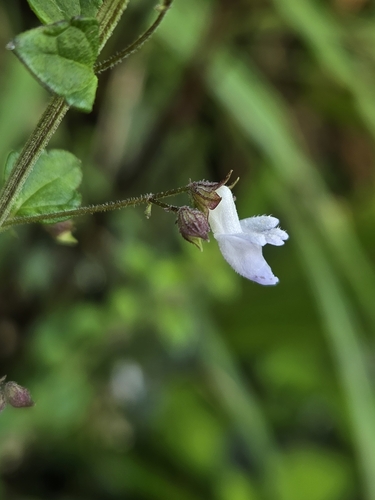 Isodon amethystoides, photograph 3