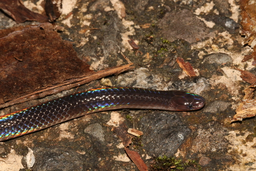 Schmidt's Reed Snake