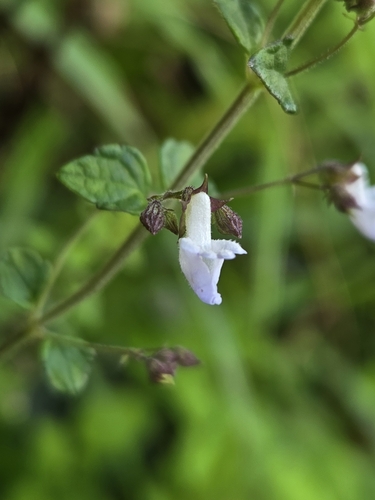 Isodon amethystoides, photograph 4