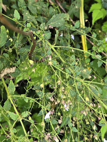 Isodon amethystoides, photograph 5