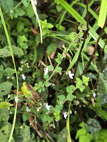 Isodon amethystoides, photograph 6