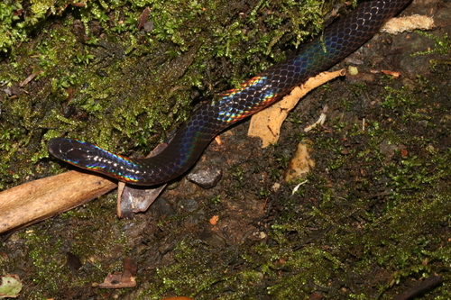 Schmidt's Reed Snake