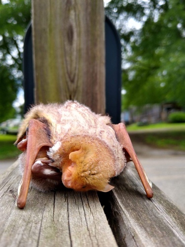 Eastern Red Bat photographed in Tennessee