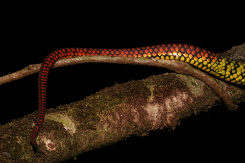 Malcolm’s Pitviper