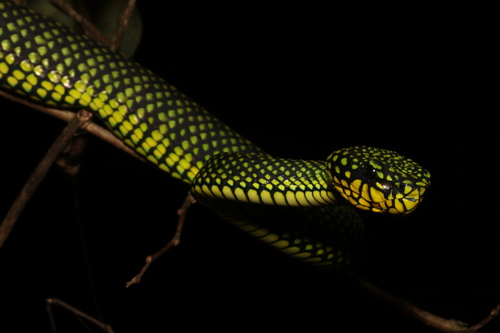 Malcolm’s Pitviper