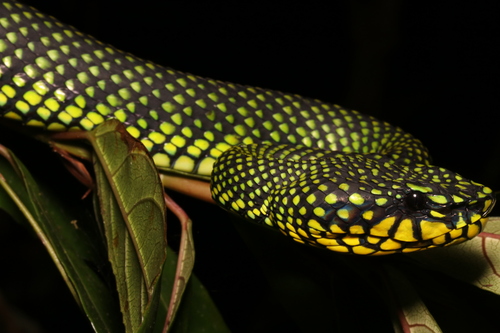 Malcolm’s Pitviper