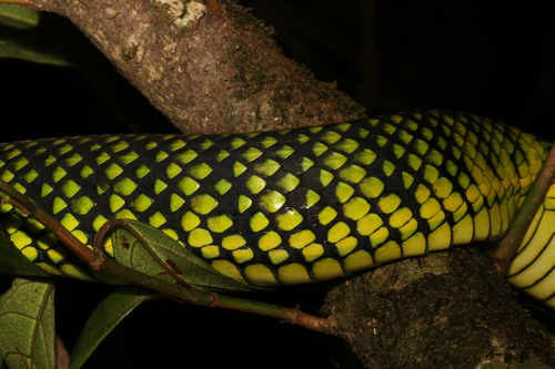 Malcolm’s Pitviper