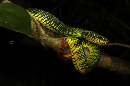 Malcolm’s Pitviper