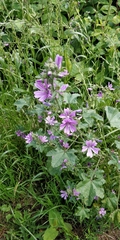 Malva sylvestris