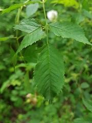 Rosa canina