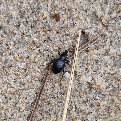 Black Marram Weevil, 3253 Ouddorp, Niederlande, photo 7 of 10
