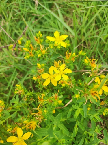 Common St. John's Wort