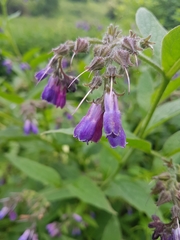 Symphytum officinale