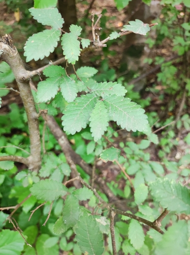 Zelkova carpinifolia (Zelkova carpinifolia)