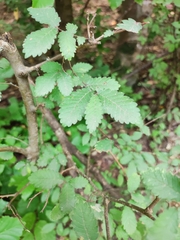 (c) Saman Ghasemian Sorboni, some rights reserved (CC BY) Zelkova carpinifolia, photograph (c) Saman Ghasemian Sorboni, some rights reserved (CC BY)