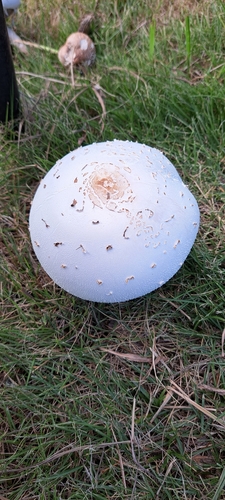 Chlorophyllum molybdites