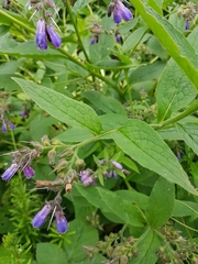 Symphytum officinale