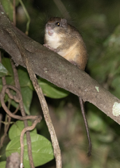 Ferreira's Spiny Tree-Rat photo 3