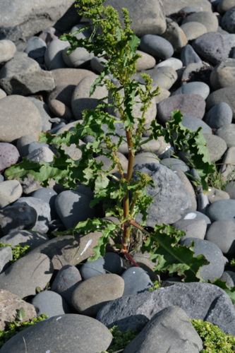 Dooryard dock (Rumex longifolius)