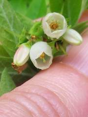 Vaccinium myrtilloides image