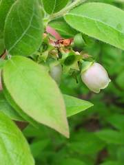 Vaccinium myrtilloides image