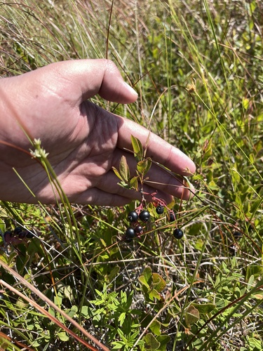 Image of Gaylussacia bigeloviana by (c) Brandon Corder, some rights reserved (CC BY)