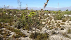 Leucadendron chamelaea