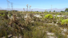 Leucadendron chamelaea