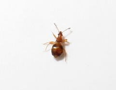 Loricula bipunctata