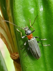 Oedemera croceicollis
