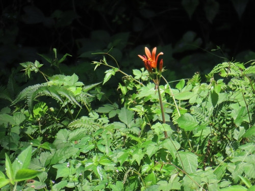 Orange spider lily (Lycoris sanguinea)