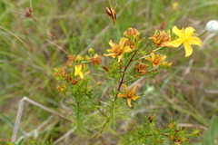 Hypericum galioides