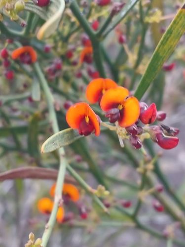 Image of Daviesia horrida by (c) Leon Perrie, some rights reserved (CC BY)