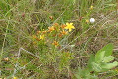 Hypericum galioides