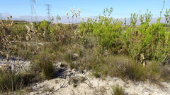 Leucadendron chamelaea