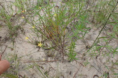 Hypericum gentianoides