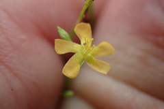 Hypericum gentianoides