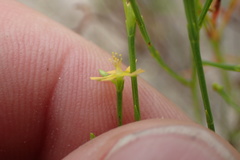Hypericum gentianoides