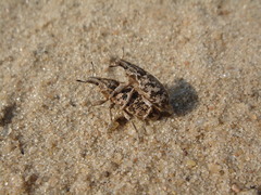 Cyphocleonus dealbatus
