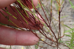 Hypericum gentianoides