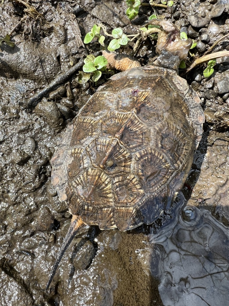 Exploding Wood Turtle Wood Turtle in August 2024 by dmd73. Deceased. Perhaps from recent ...