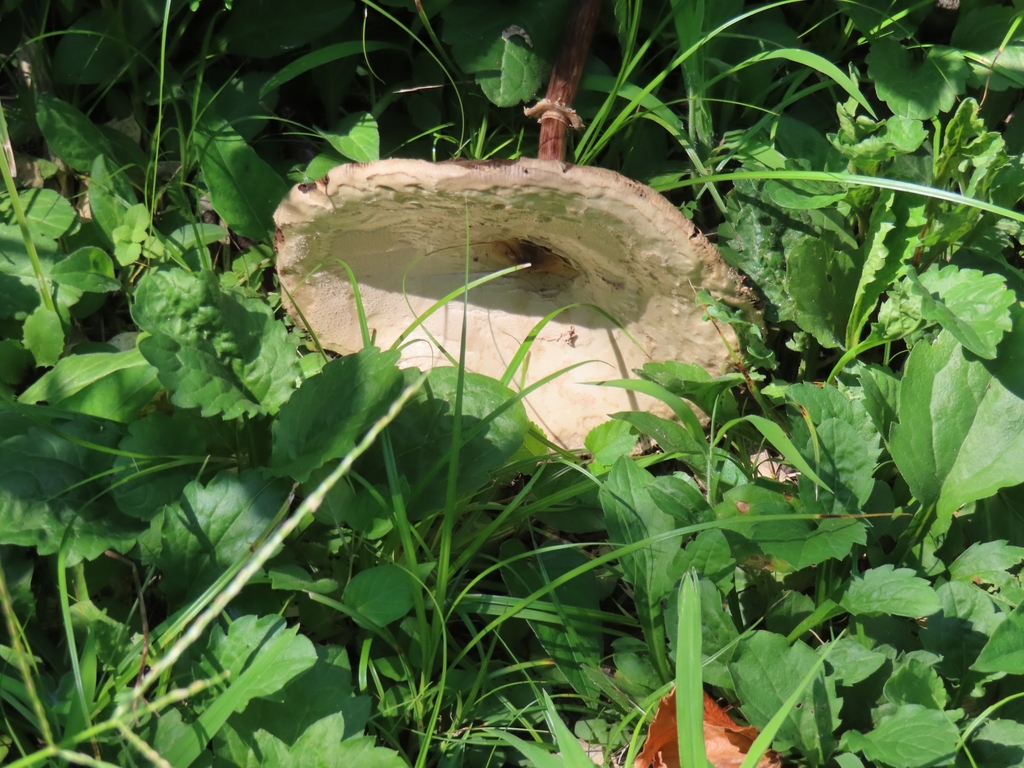 Chlorophyllum molybdites · August 2024 · photo: © mami_t_t (iNaturalist, cc-by)