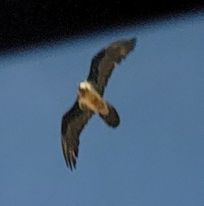 Bearded Vulture