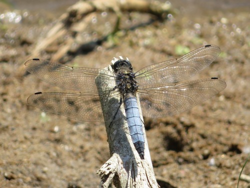 Black-tailed Skimmer, Zuid-Holland, Nederland, photo 7 of 10