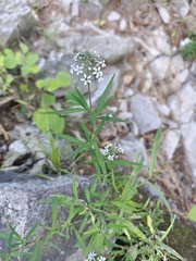 Jiao Sun (孙娇), CC BY, iNaturalist via GBIF Lysimachia pentapetala, photograph Jiao Sun (孙娇), CC BY, iNaturalist via GBIF