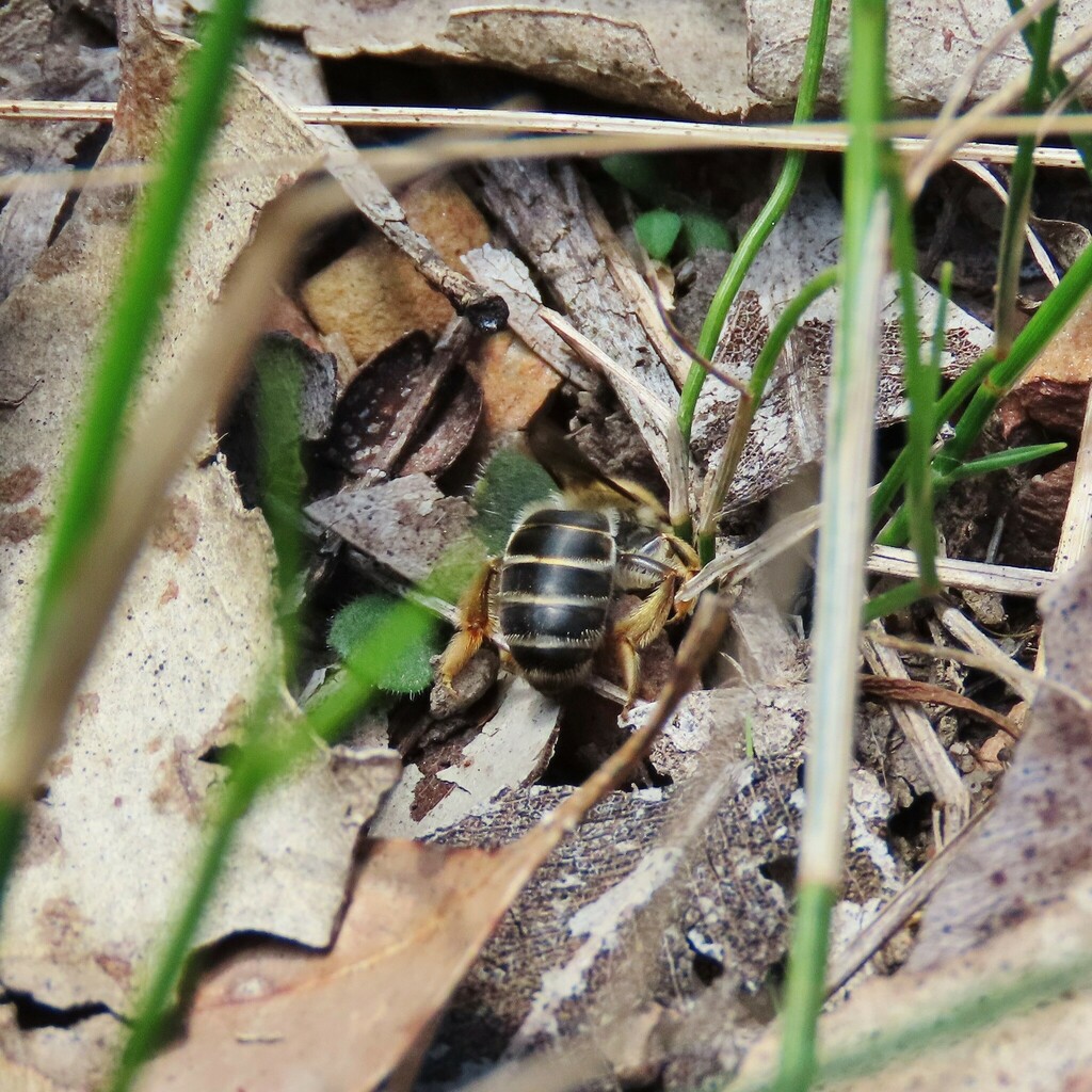 Trichocolletes from Bermagui NSW 2546, Australia on August 21, 2024 at ...