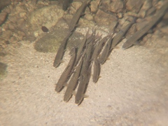 Tsinling Lenok photo 1