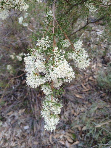 Image of Honey Bush (Hakea lissocarpha) by (c) Leon Perrie, some rights reserved (CC BY)
